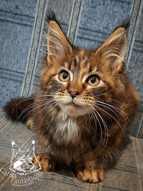 Gatto Fantastico Cheremshyna - Кошеня мейн-кун 3 місяця