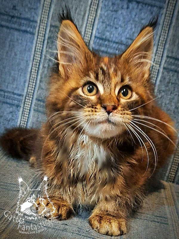 Gatto Fantastico Cheremshyna - Кошеня мейн-кун 3 місяця