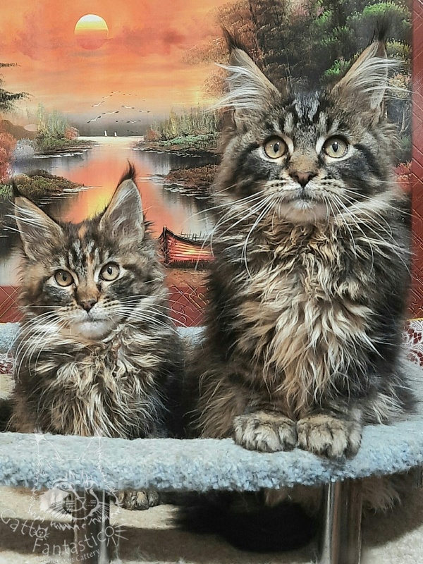 Gatto Fantastico Cheremshyna - Кошеня мейн-кун 3 місяця 3 тижні
