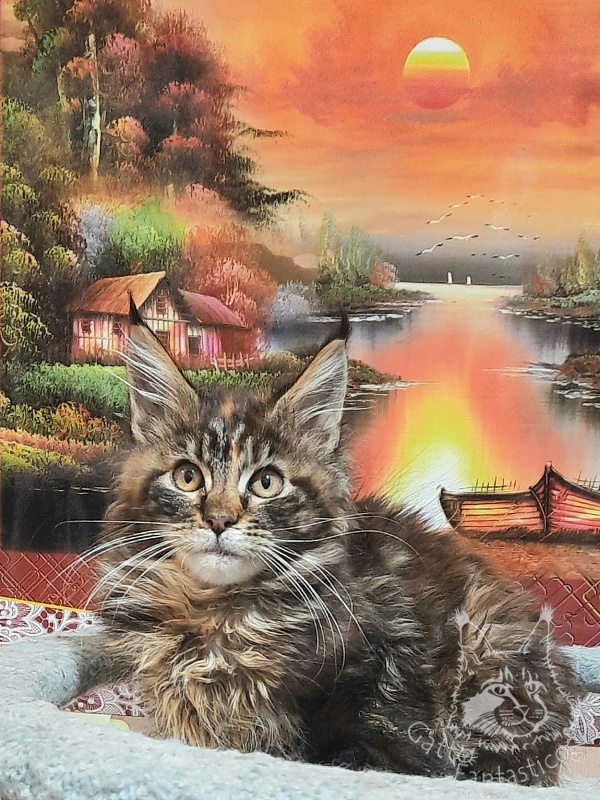 Gatto Fantastico Cheremshyna - Кошеня мейн-кун 3 місяця 3 тижні