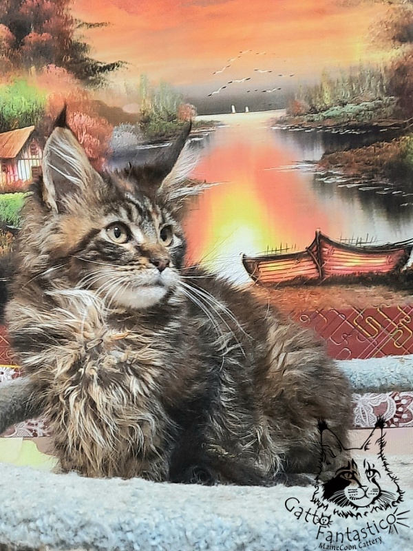 Gatto Fantastico Cheremshyna - Кошеня мейн-кун 3 місяця 3 тижні