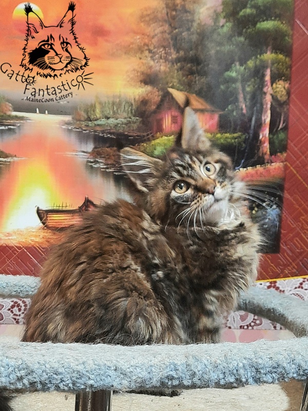 Gatto Fantastico Cheremshyna - Кошеня мейн-кун 3 місяця 3 тижні