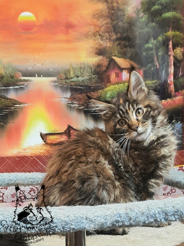 Gatto Fantastico Cheremshyna - Кошеня мейн-кун 3 місяця 3 тижні