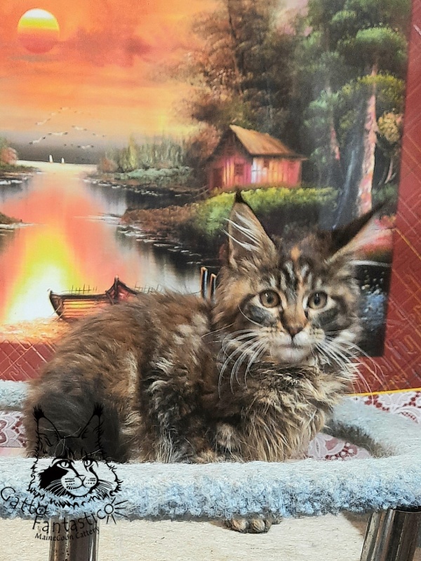 Gatto Fantastico Cheremshyna - Кошеня мейн-кун 3 місяця 3 тижні