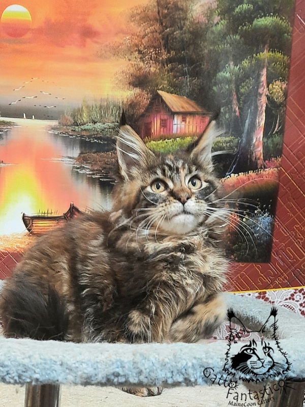 Gatto Fantastico Cheremshyna - Кошеня мейн-кун 3 місяця 3 тижні