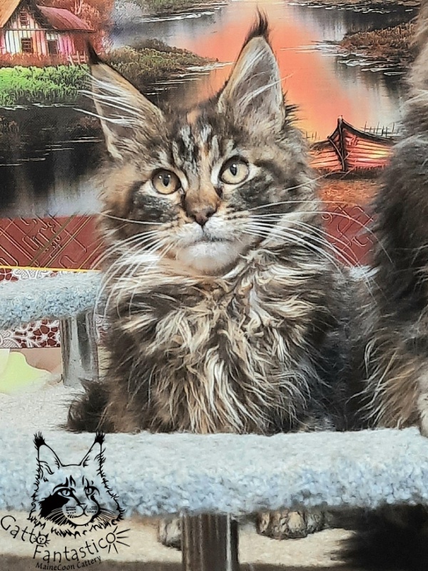 Gatto Fantastico Cheremshyna - Кошеня мейн-кун 3 місяця 3 тижні
