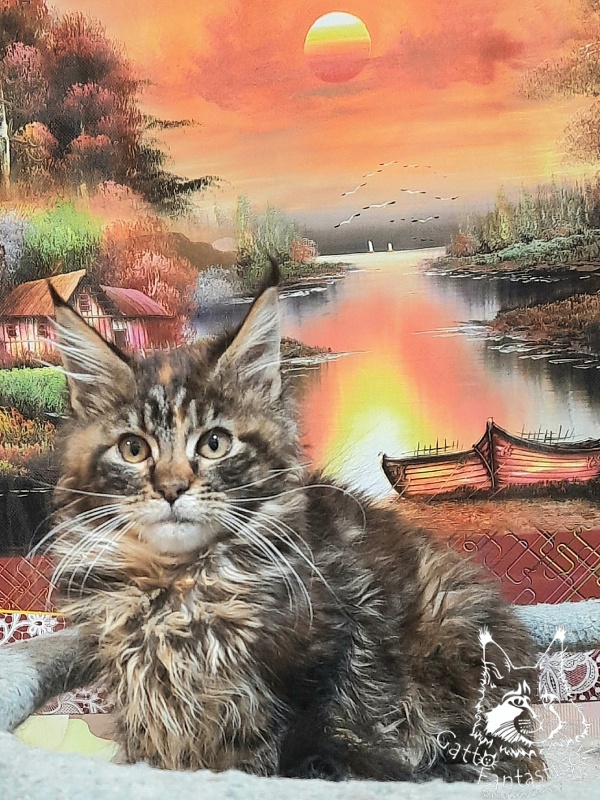 Gatto Fantastico Cheremshyna - Кошеня мейн-кун 3 місяця 3 тижні