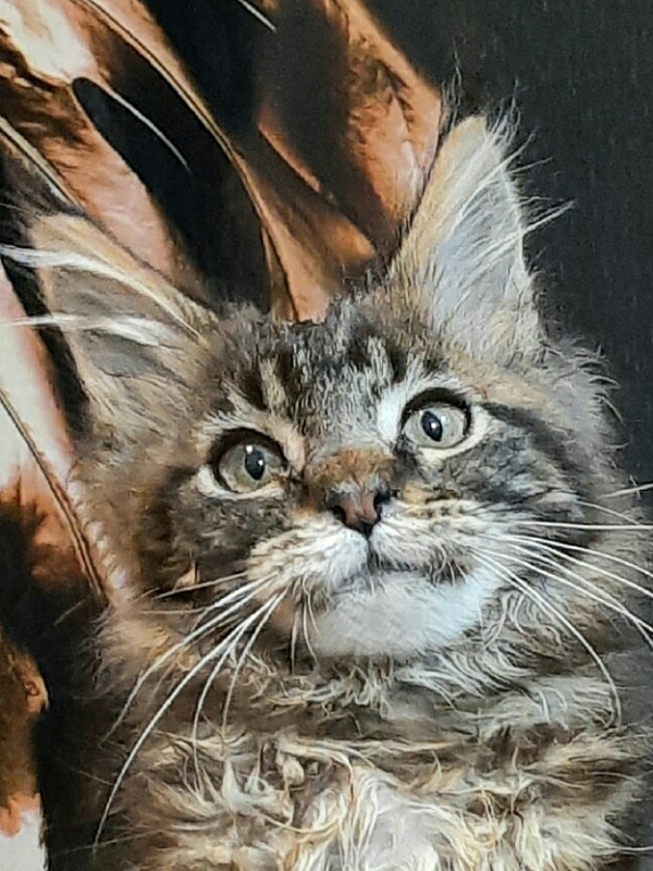 Gatto Fantastico Cherwona Ruta - Кошеня мейн-кун 4 місяця