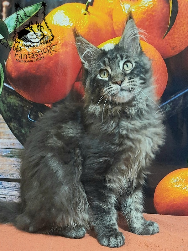 Gatto Fantastico Churchill - Кошеня мейн-кун 5 місяців 2,5 тижні