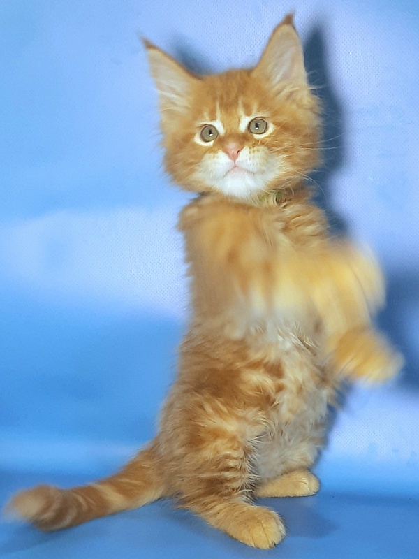 Gatto Fantastico Etery - Кошеня мейн-кун 2 місяця 1 тиждень