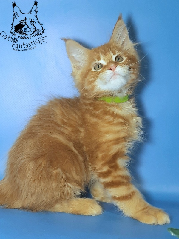 Gatto Fantastico Etery - Кошеня мейн-кун 2,5 місяця