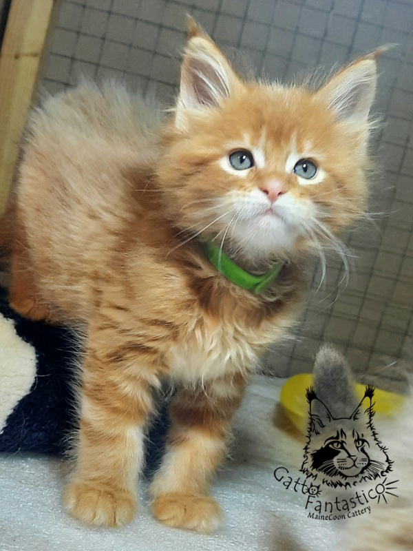 Gatto Fantastico Etery - Кошеня мейн-кун 1 місяць 3 тижні