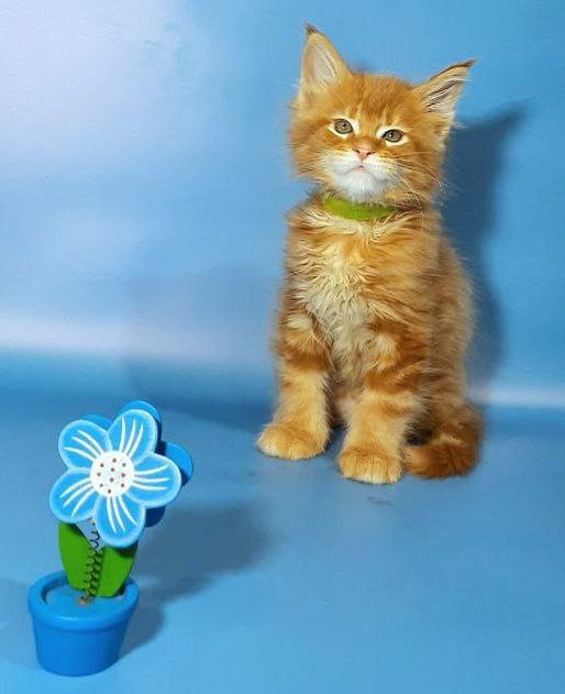 Gatto Fantastico Etery - Кошеня мейн-кун 2 місяця