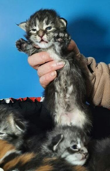 Gatto Fantastico Freya - Kitten maine-coon 2 weeks