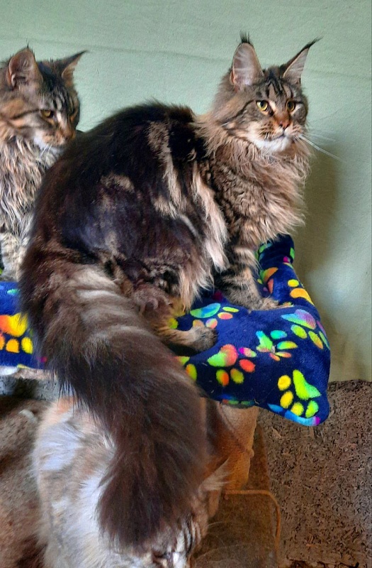 Gatto Fantastico Freya - Adult maine-coon 10 months 0.5 weeks