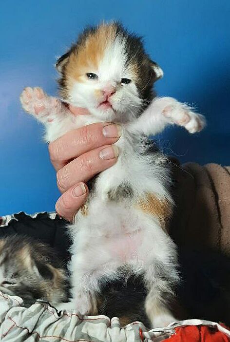 Gatto Fantastico Fayna - Кошеня мейн-кун 2 тижні