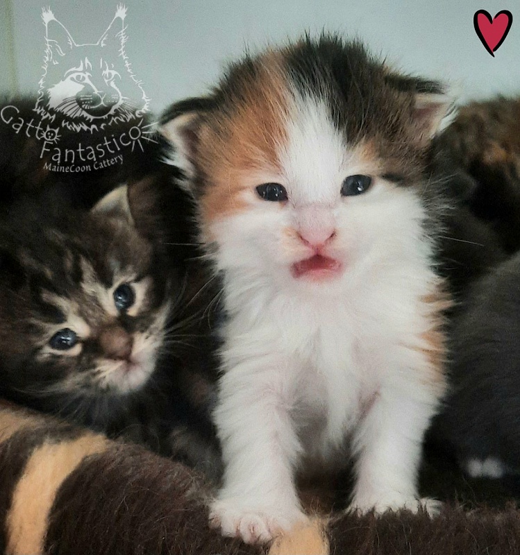 Gatto Fantastico Fayna - Кошеня мейн-кун 2 тижні