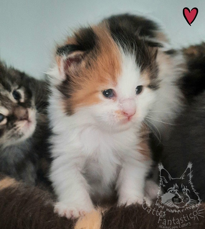 Gatto Fantastico Fayna - Кошеня мейн-кун 2 тижні