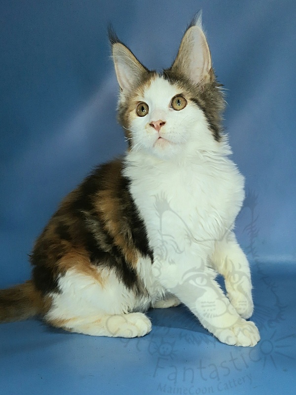 Gatto Fantastico Fayna - Кошеня мейн-кун 3 місяця 3,5 тижні
