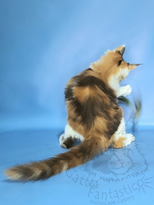 Gatto Fantastico Fayna - Кошеня мейн-кун 3 місяця 3,5 тижні