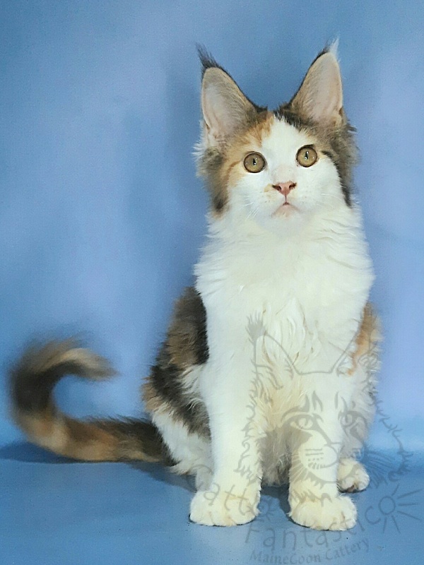 Gatto Fantastico Fayna - Кошеня мейн-кун 3 місяця 3,5 тижні