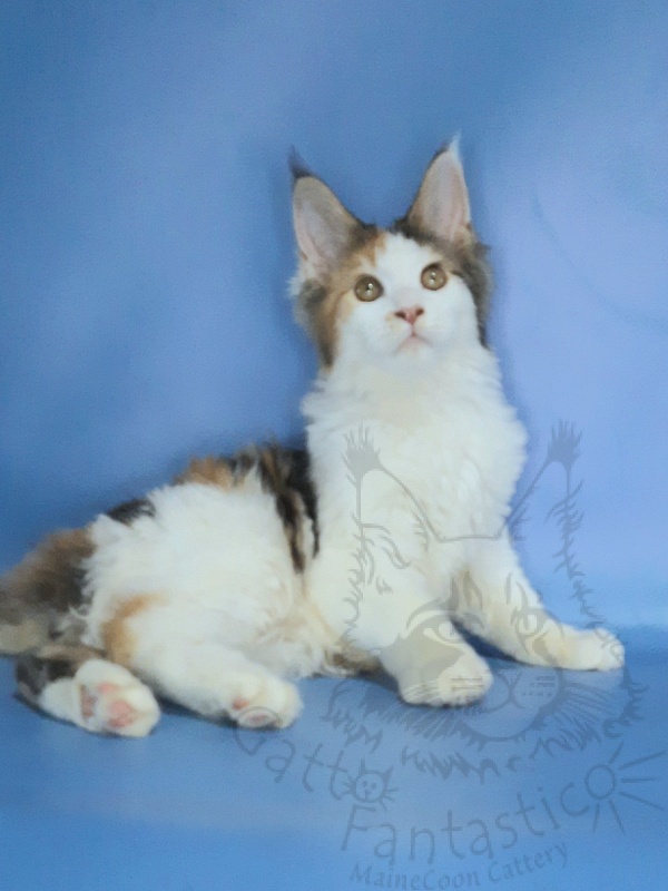 Gatto Fantastico Fayna - Кошеня мейн-кун 3 місяця 3,5 тижні