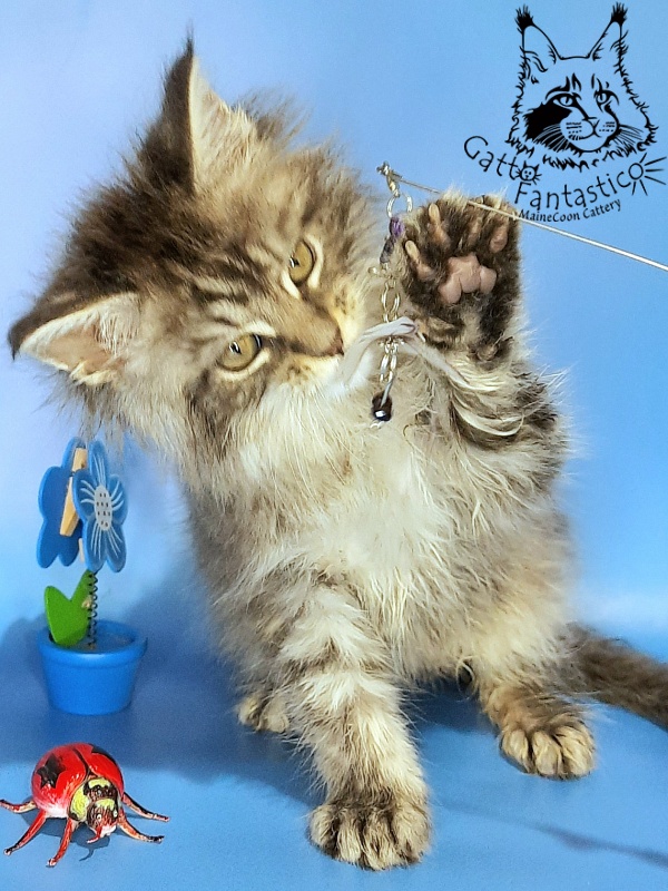 Gatto Fantastico Frostine - Kitten maine-coon 1 month 3 weeks