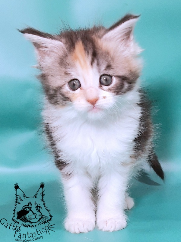 Gatto Fantastico Fleur - Kitten maine-coon 1 month 0.5 weeks