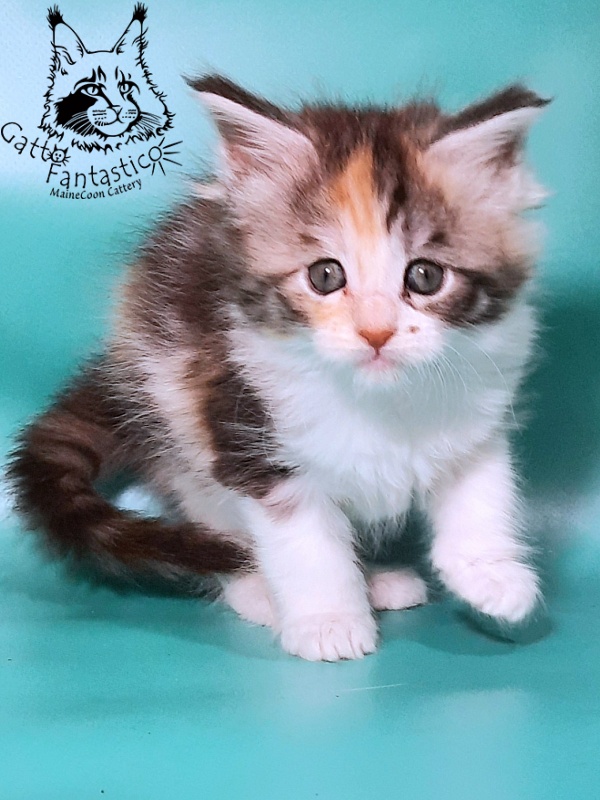 Gatto Fantastico Fleur - Kitten maine-coon 1 month 0.5 weeks