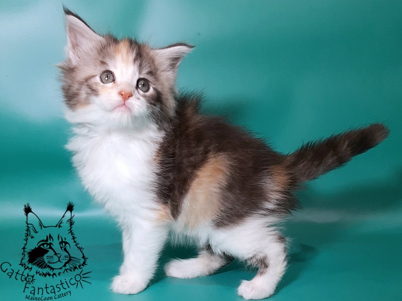 Gatto Fantastico Fleur - Kitten maine-coon 1 month 0.5 weeks