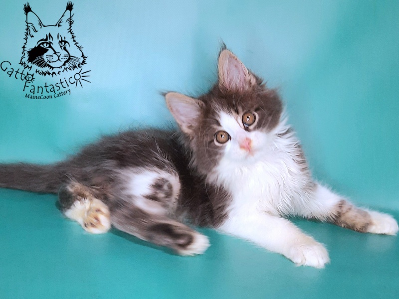 Gatto Fantastico Felix - Kitten maine-coon 2 months 0.5 weeks