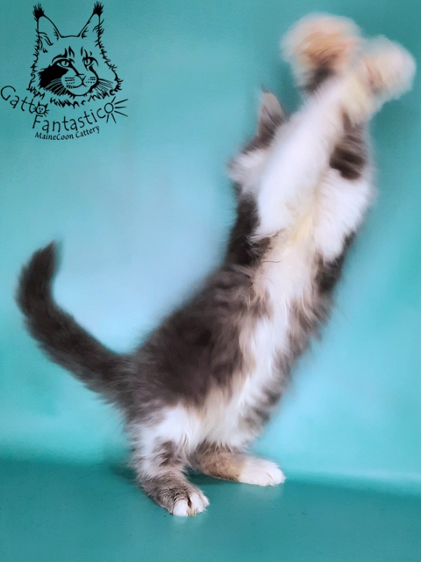 Gatto Fantastico Felix - Kitten maine-coon 2 months 0.5 weeks