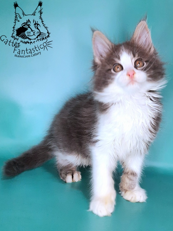 Gatto Fantastico Felix - Kitten maine-coon 2 months 0.5 weeks