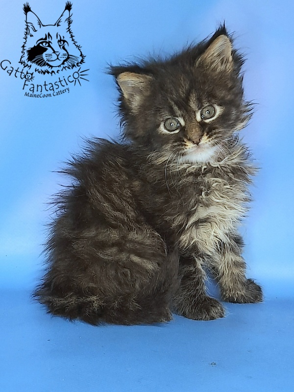 Gatto Fantastico Galaxy Queen - Кошеня мейн-кун 1 місяць 0,5 тижнів