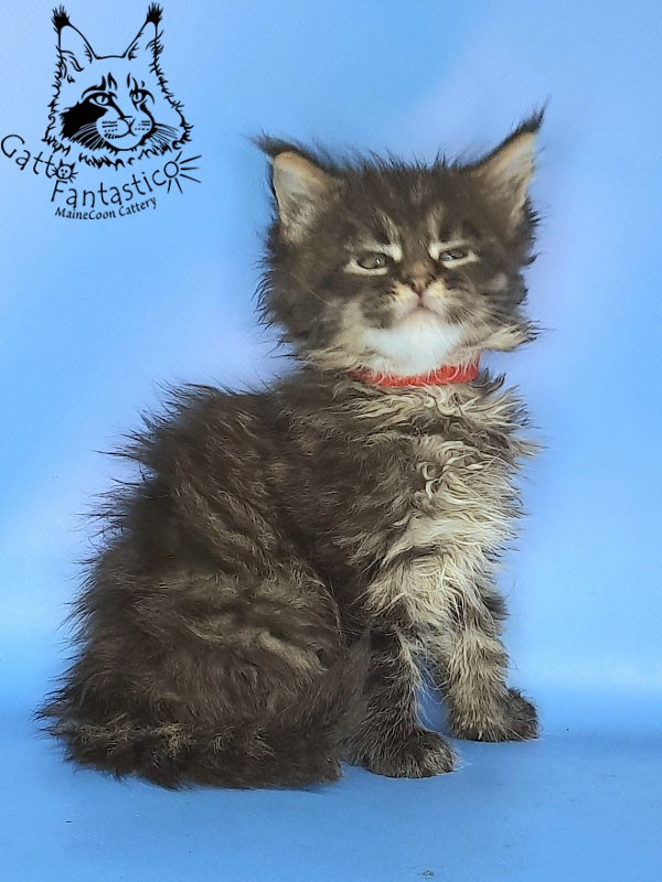Gatto Fantastico Galaxy Queen - Кошеня мейн-кун 1 місяць 0,5 тижнів