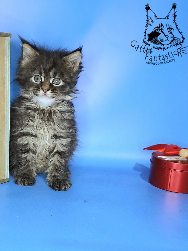 Gatto Fantastico Galaxy Queen - Кошеня мейн-кун 1 місяць 0,5 тижнів