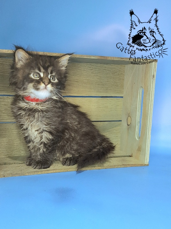 Gatto Fantastico Galaxy Queen - Кошеня мейн-кун 1 місяць 0,5 тижнів