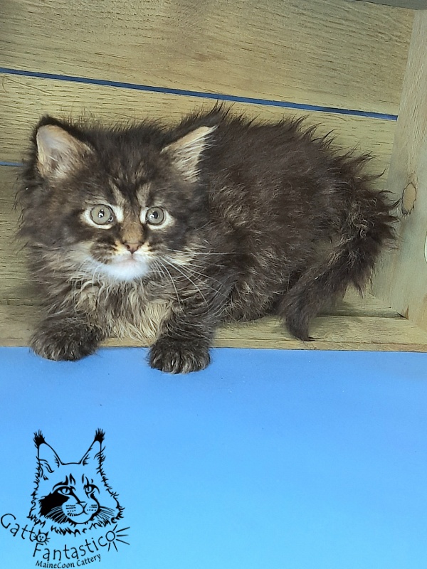 Gatto Fantastico Galaxy Queen - Кошеня мейн-кун 1 місяць 0,5 тижнів