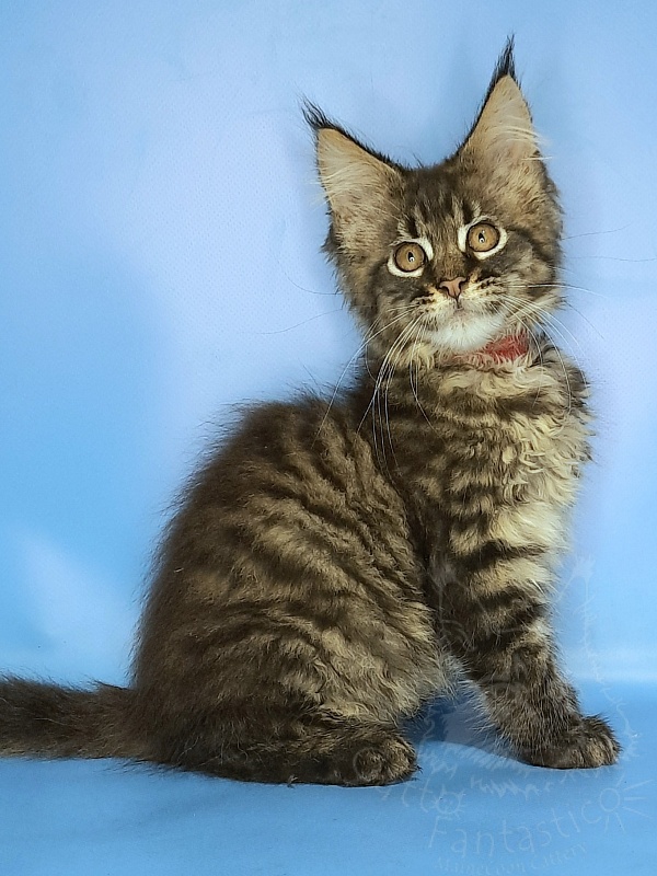 Gatto Fantastico Galaxy Queen - Кошеня мейн-кун 2 місяця 2 тижні