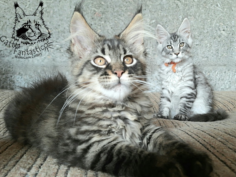 Gatto Fantastico Galaxy Queen - Кошеня мейн-кун 2 місяця 3 тижні