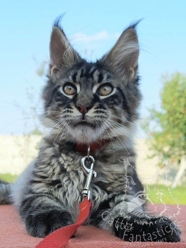 Gatto Fantastico Galaxy Queen - Кошеня мейн-кун 3 місяця 4 тижні
