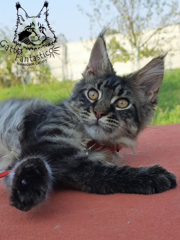 Gatto Fantastico Galaxy Queen - Кошеня мейн-кун 3 місяця 4 тижні