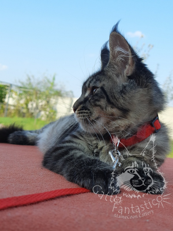Gatto Fantastico Galaxy Queen - Кошеня мейн-кун 3 місяця 4 тижні