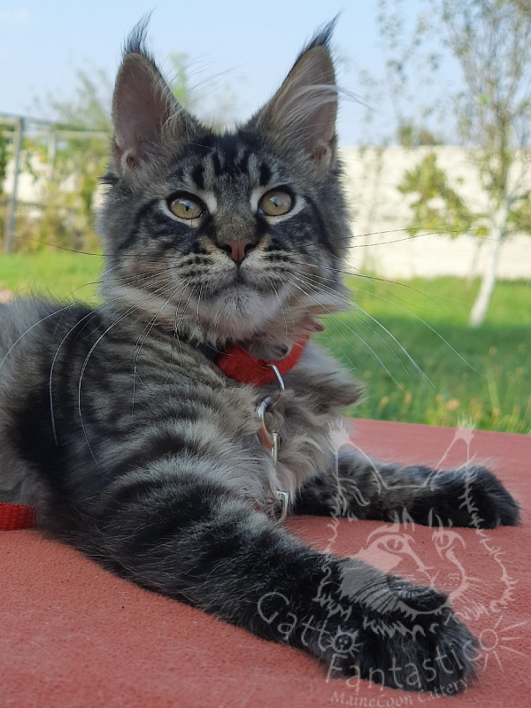 Gatto Fantastico Galaxy Queen - Кошеня мейн-кун 3 місяця 4 тижні