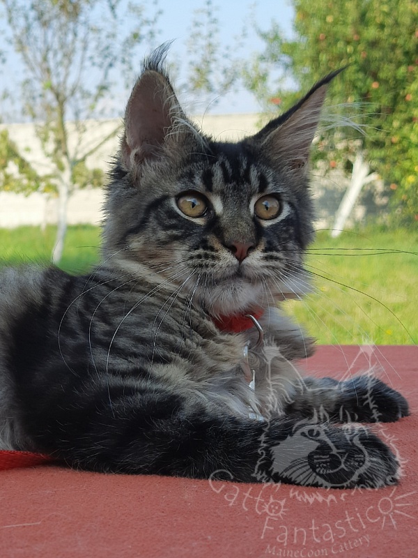 Gatto Fantastico Galaxy Queen - Кошеня мейн-кун 3 місяця 4 тижні