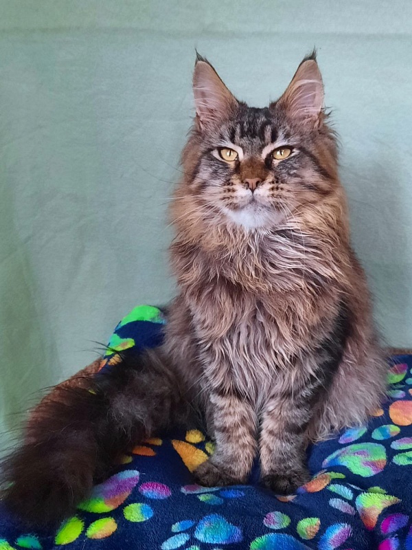 Gatto Fantastico Galaxy Queen - Юніор мейн-кун 8 місяців 2,5 тижні