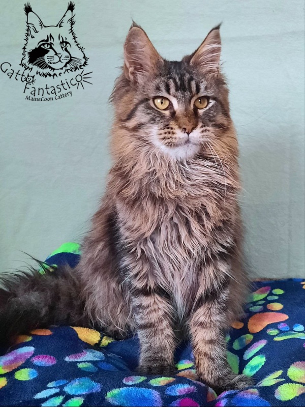 Gatto Fantastico Galaxy Queen - Юніор мейн-кун 8 місяців 2,5 тижні
