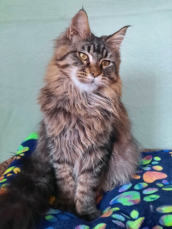Gatto Fantastico Galaxy Queen - Юніор мейн-кун 8 місяців 2,5 тижні