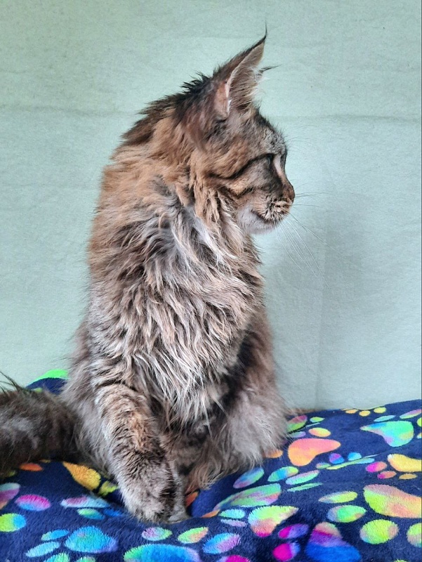 Gatto Fantastico Galaxy Queen - Юніор мейн-кун 8 місяців 2,5 тижні