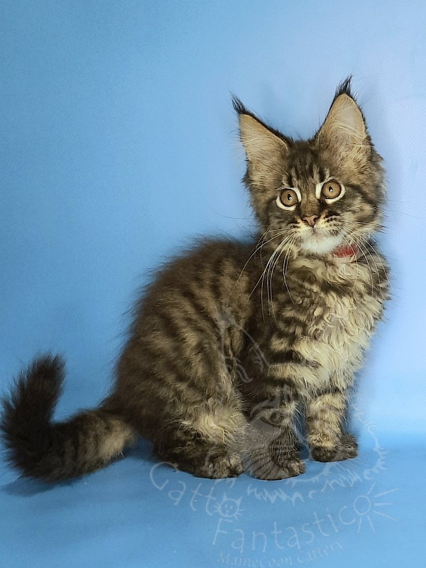 Gatto Fantastico Galaxy Queen - Кошеня мейн-кун 2 місяця 2 тижні